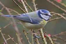 Blue Tit.jpg