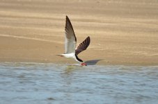 Black Skimmer.JPG