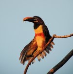 Chestnut eared Aracari (2).JPG