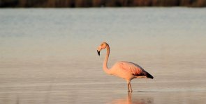 Chilean Flamingo.JPG