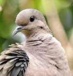 Eared Dove.JPG