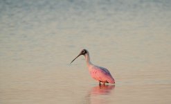 Roseate Spoonbill.JPG