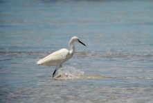 Snowy Egret.JPG