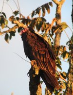 Turkey Vulture.JPG