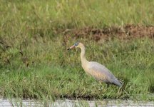 Whistling Heron.JPG