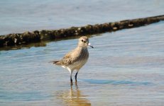 White rumped Sandpiper.JPG