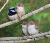 Baby Superb Fairy wrens.jpg