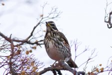 Redwing - IMG_1807.jpg