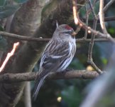 Pale Redpoll 9 looking L2R on branch..jpg