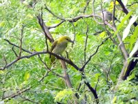 Baby golden oriole..JPG