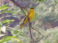 Golden_Oriole.JPG