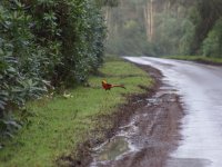 Golden Pheasant 2.JPG