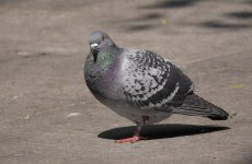 rock doves VP GH3 100-300 lens_1120030.jpg