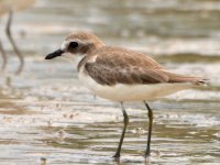 Sand Plover Img_1.jpg