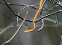 orange tree snake.JPG