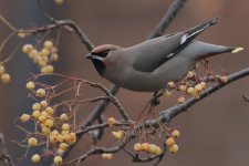 0169 waxwing  Cropped 2.jpg