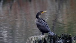 cormorant.JPG