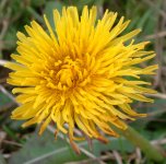 Dandelion Taraxacum officinale aggregata Ranscombe Farm 270114x - Copy.jpg