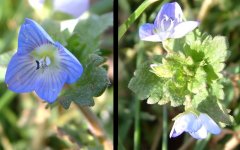 no id speedwell ranscombe farm 270114bxxx.jpg