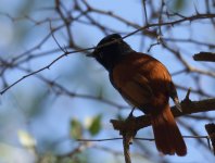 African Paradise Flycatcher_Wadi Darbat_060114a.jpg