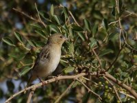 Ruppells Weaver_Wadi Darbat_060114a.jpg