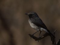 Wheatear 1.jpg