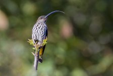 DSC_5670 Whitehead's Spiderhunter.JPG