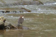 Dipper 08.03.14.JPG