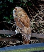 Definitive Tawny Owl profile for web, Jan.28th '14 back garden..jpg