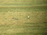 White Fronted Goose 08-03-2014.jpg