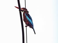 White Throated Kingfisher1.JPG