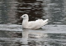 icegull5.jpg