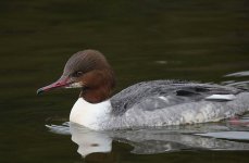 goosander.JPG