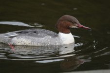 goosander2.JPG