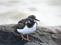 Turnstone (1024x768).jpg