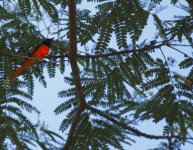 fiery minivet2.JPG