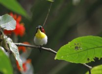 handsome sunbird.JPG