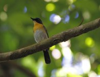 palawan blue flycatcher.JPG