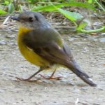 Aus, Robin, Pale-yellow, Mitchell Park, Sydney 5405.jpg