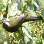 Aus, Shriketit, Crested, Mitchell Park, Sydney 5361.jpg