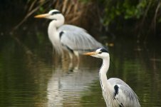 grey heron nex 6 iso1000 tls apo raw _DSC0303.jpg