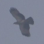 Booted Eagle.jpg