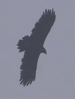 Spotted Eagle 3.jpg