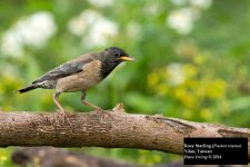 Rosy Starling.jpg