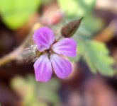 Herb Robert Darenth Woods 170114.jpg