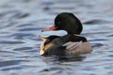 2014_01_11 (11)_Goosander (800x533).jpg