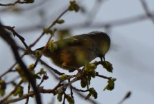 coal tit.JPG