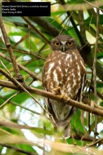 Brown Hawk-Owl.jpg