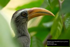Malabar Gray Hornbill.jpg