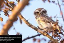 Spotted Owlet.jpg